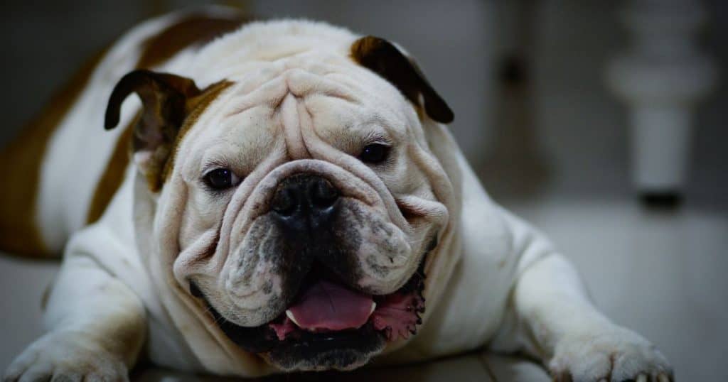 Managing Your English Bulldog's Heat Cycle