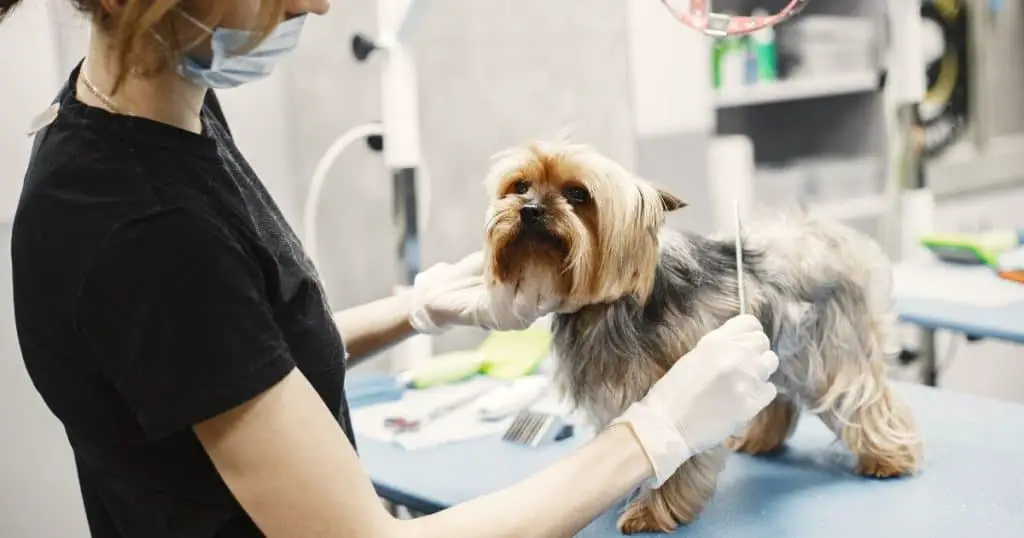 Safety Tips and Precautions - How to Groom a Fluffy Dog