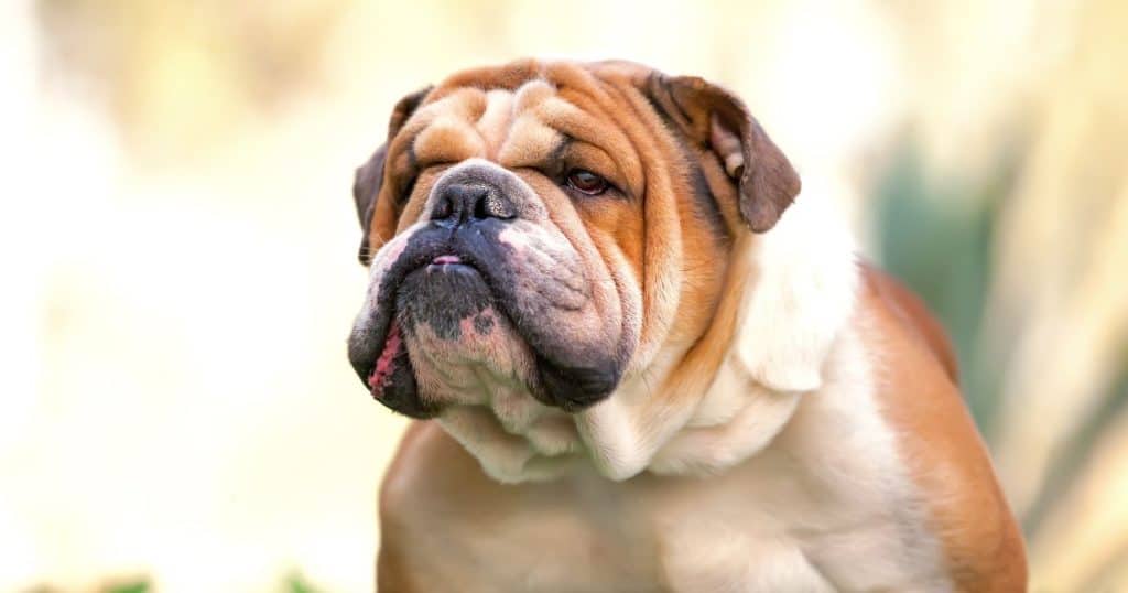 Understanding Heat Cycles in English Bulldogs