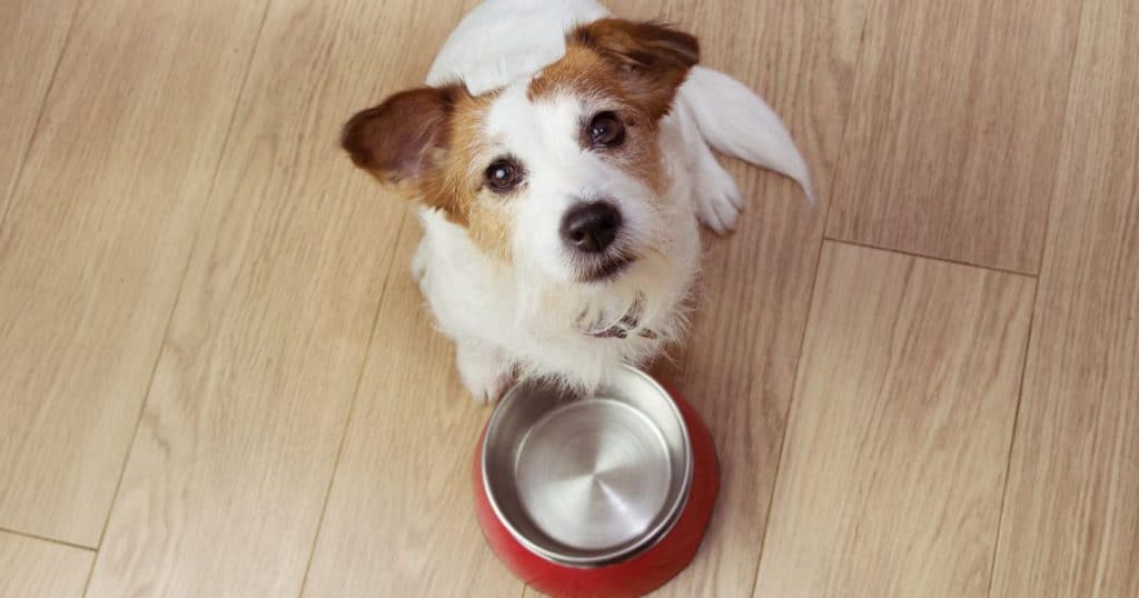 Understanding the Basics Needs of Dog Food