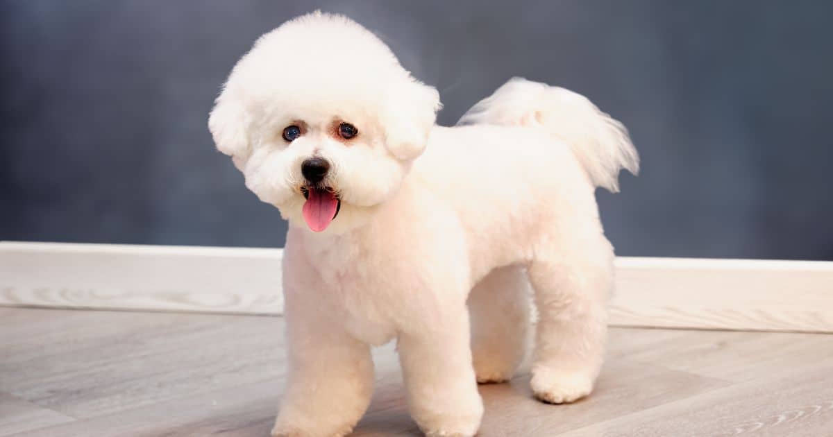 5 Best Dog Food for A Bichon Frise Our Picks!