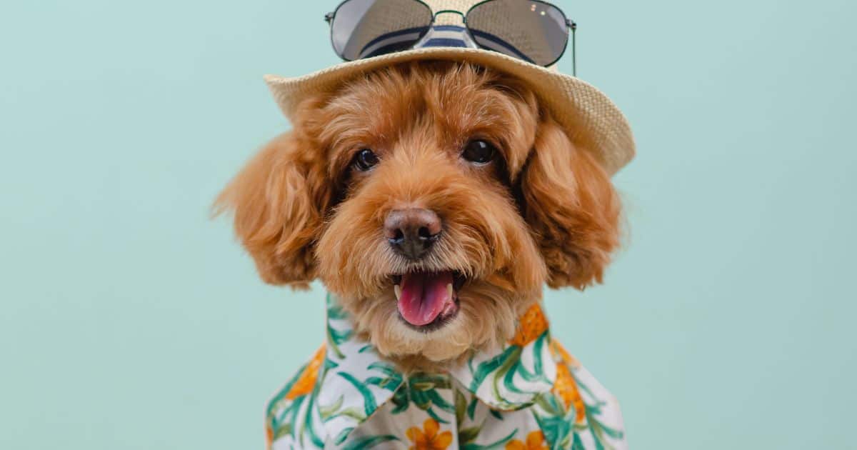 6 Best Insights from a Canine Behaviorist: Understanding Fluffy Dog Behavior