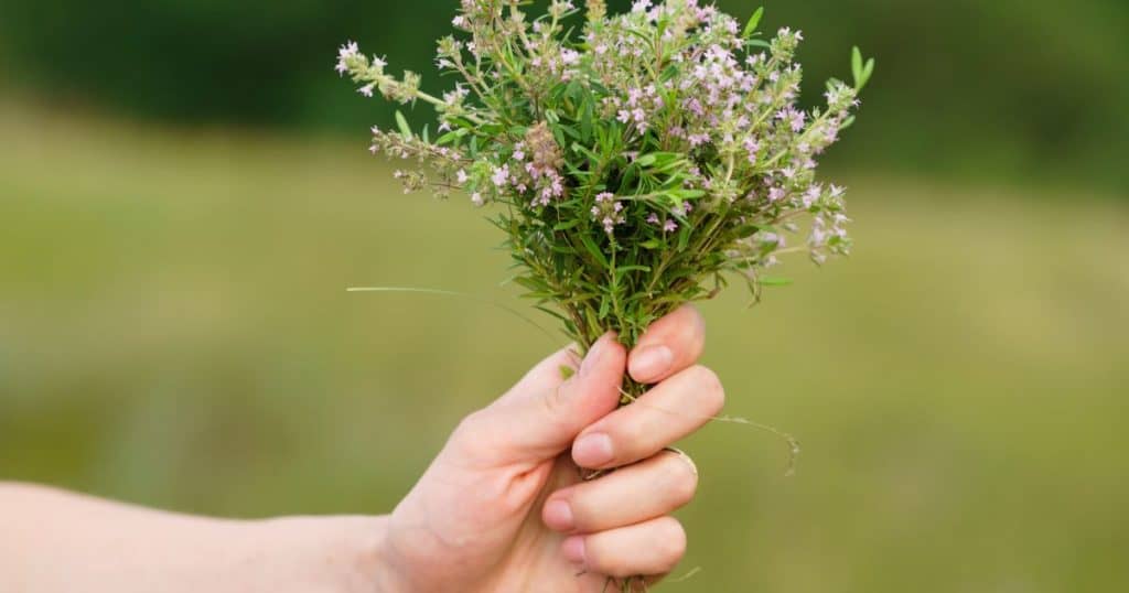 Are Dogs Allergic To Thyme