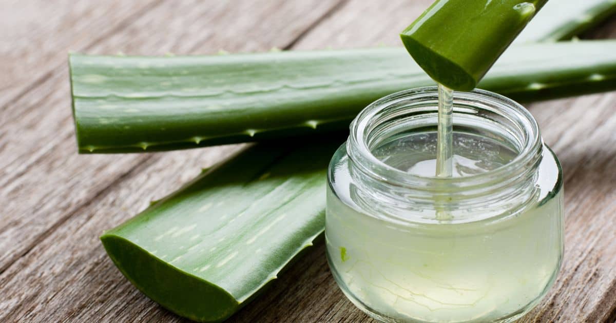 Are Dogs Allergic to Aloe Vera? Exploring the Potential Risks of Using Aloe Vera on Dogs