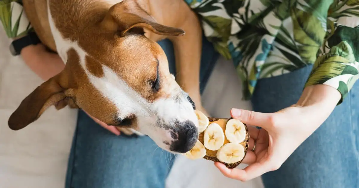 Are Dogs Allergic to Bananas? Exploring the Link Between Canines and This Popular Fruit