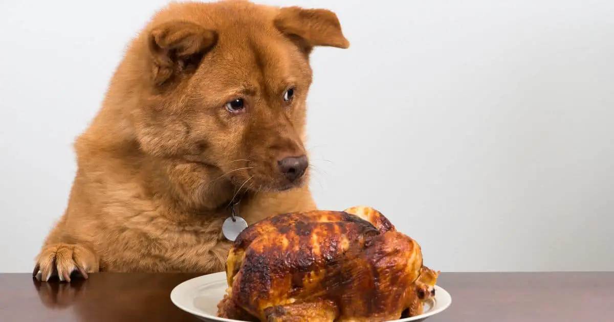 Are Dogs Allergic to Chicken? Common Symptoms and Treatment