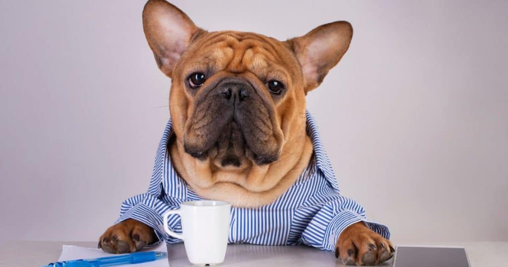 Are Dogs Allergic to Coffee