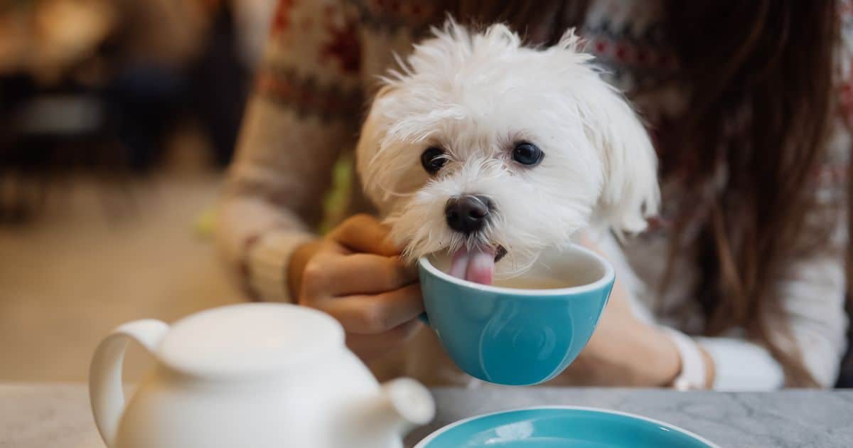Are Dogs Allergic to Coffee? The Truth Behind It
