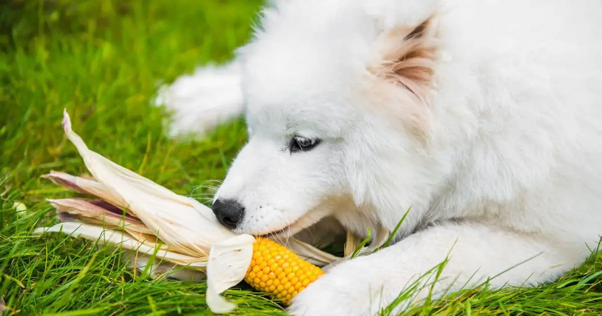 Are Dogs Allergic to Corn? Uncovering the Truth