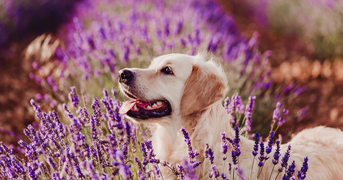 Are Dogs Allergic to Lavender? The Truth Behind the Popular Essential Oil