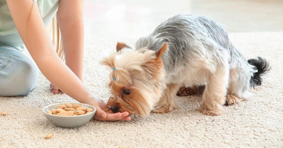 Are Dogs Allergic to Nuts? Here’s What You Need to Know