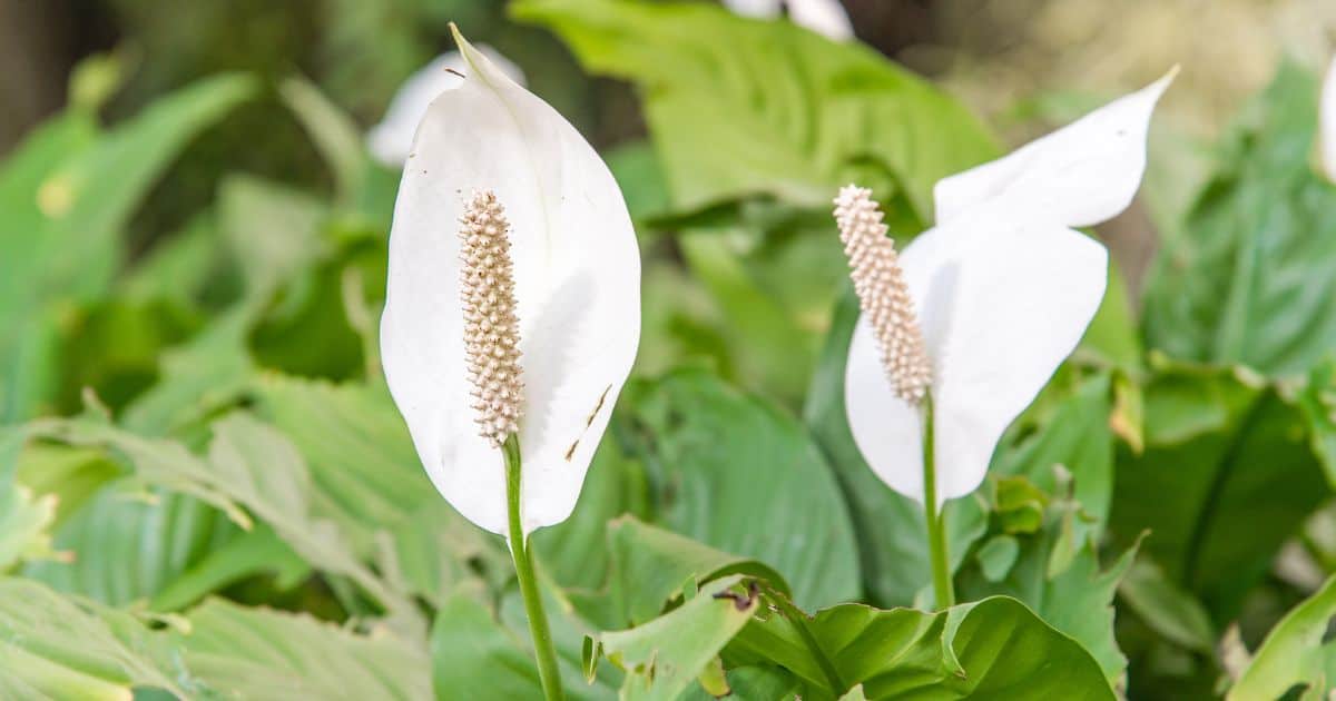Are Dogs Allergic to Peace Lilies? Everything You Need to Know