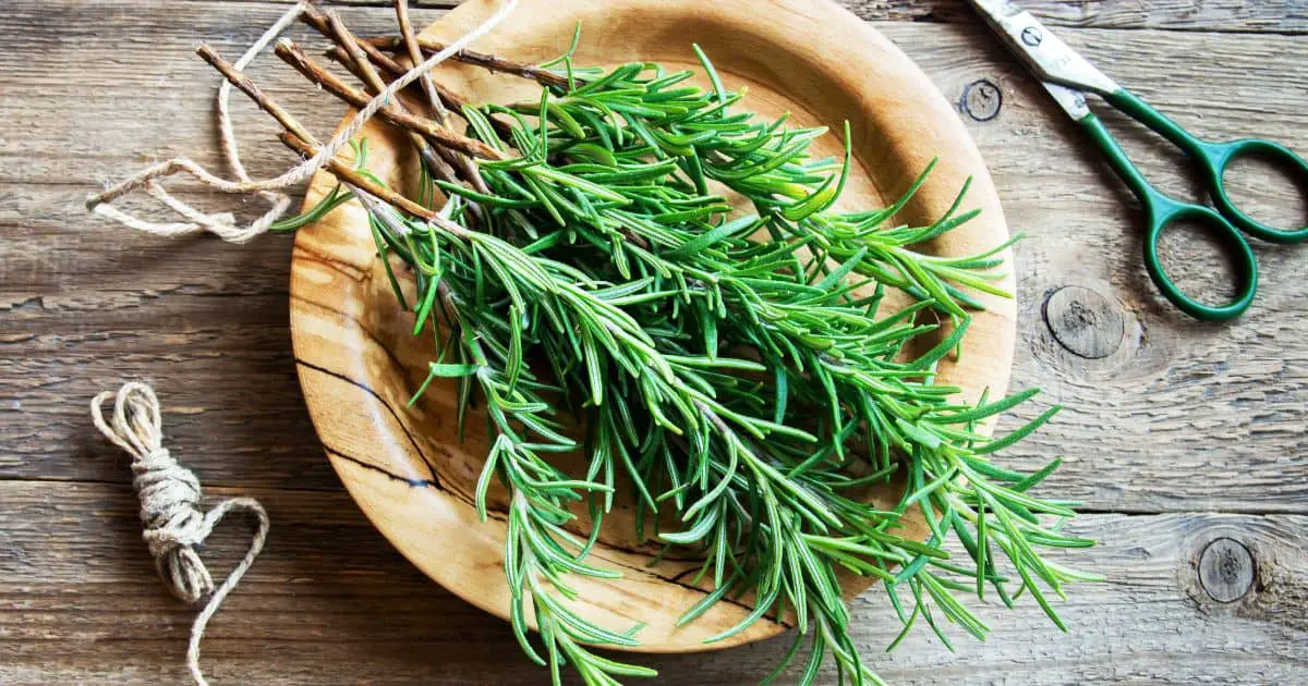 Are Dogs Allergic to Rosemary? Best Guide