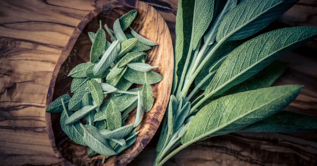 Are Dogs Allergic to Sage? Here’s What You Need to Know