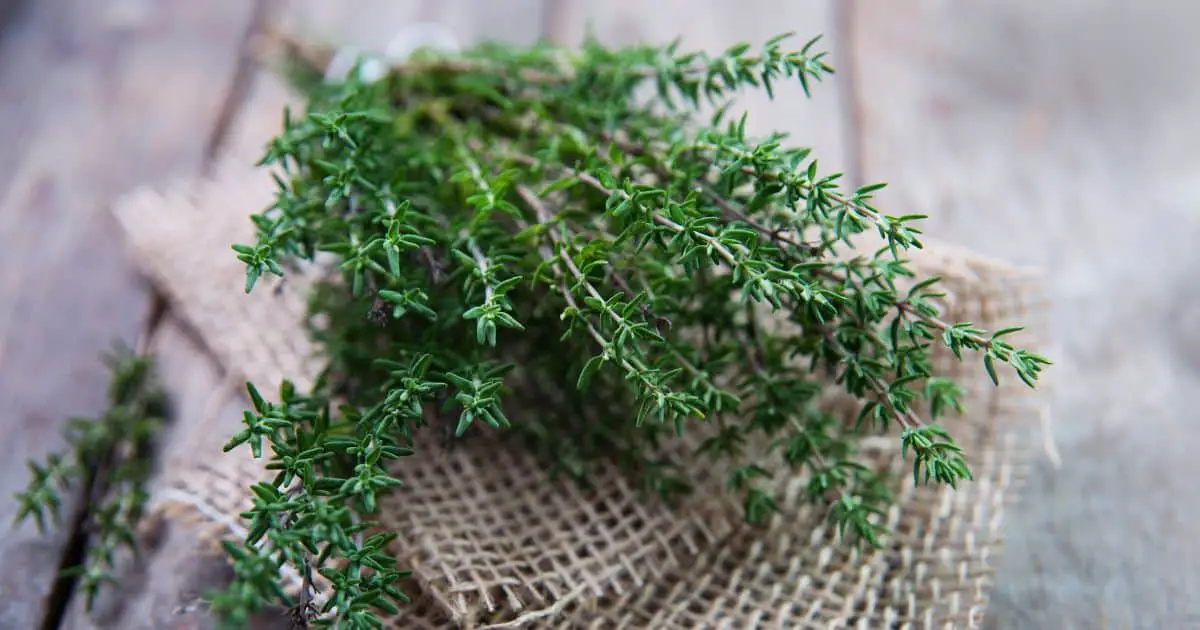 Are Dogs Allergic to Thyme? Exploring the Potential Risks and Benefits