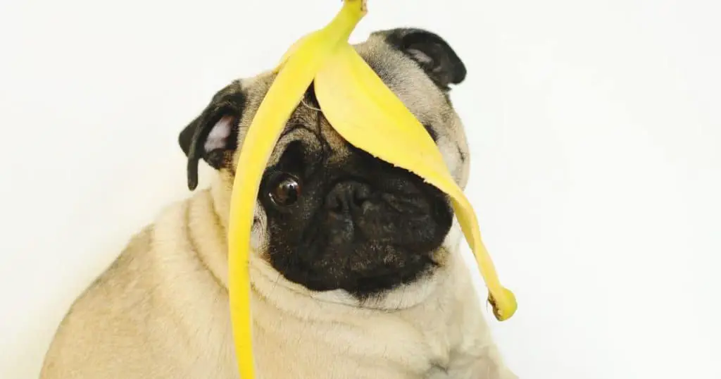 Before You Go - Are Dogs Allergic to Bananas