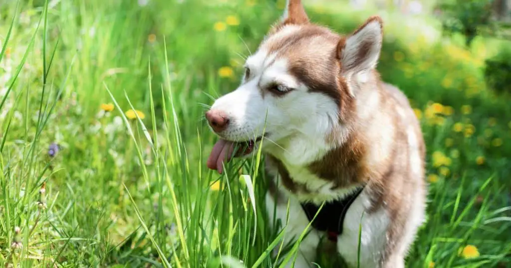 Benefits of Asparagus for Dogs - Can Dogs Eat Asparagus
