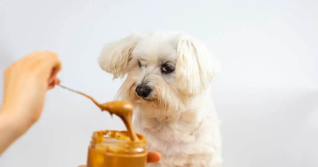 Benefits of Feeding Almond Butter to Dogs - Can Dogs Eat Almond Butter?
