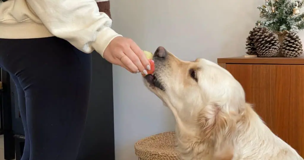 Benefits of Feeding Apples to Dogs - Can Dogs Eat Apple Cores