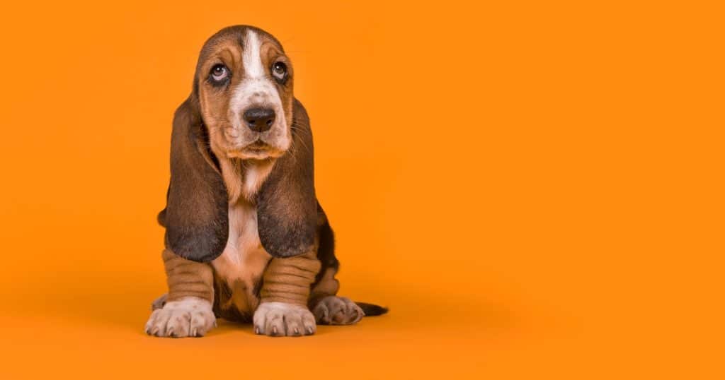 Buyer’s Guide - Best Dog Food for a Basset Hound