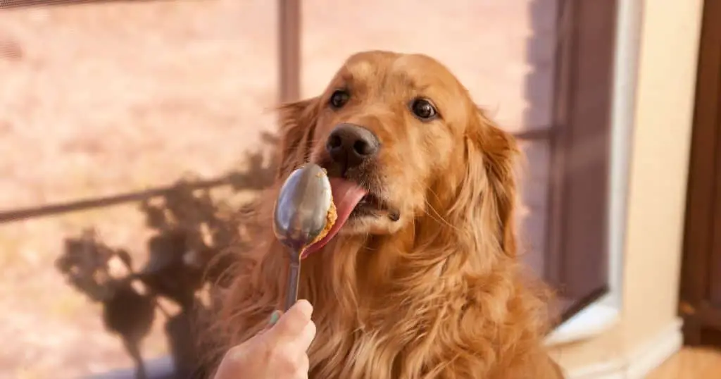 Can Dogs Eat Almond Butter?