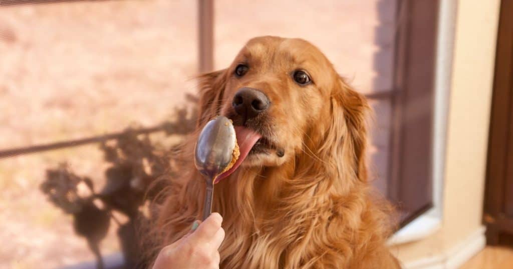 Can Dogs Eat Almond Butter?