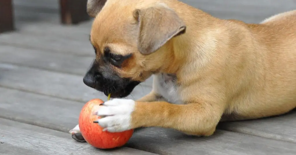 Can Dogs Eat Applesauce