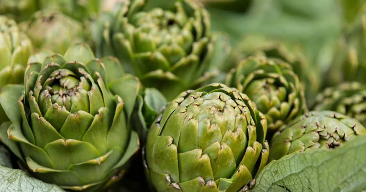 Can Dogs Eat Artichokes as a Treat? Best Guide
