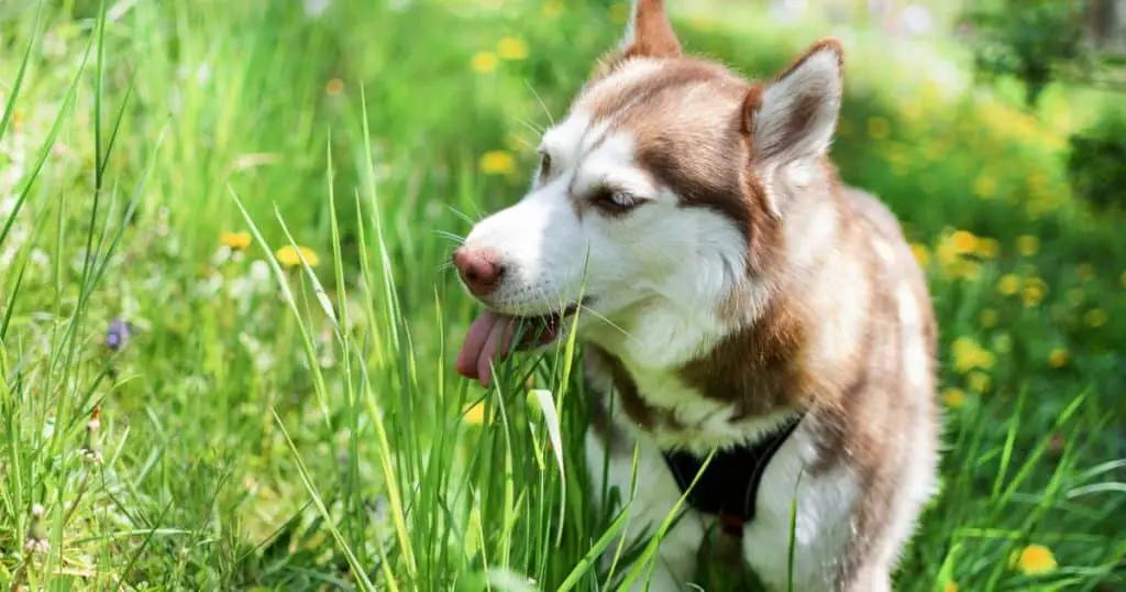 Can Dogs Eat Cilantro - Are Dogs Allergic to Cilantro