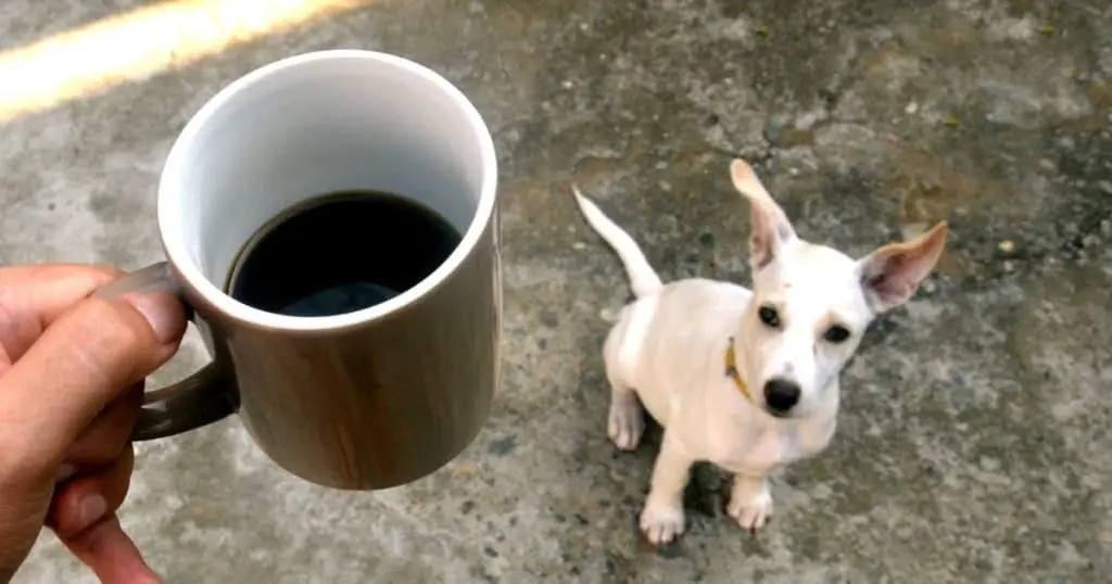 Coffee and Its Effects on Dogs - Are Dogs Allergic to Coffee