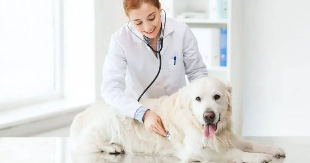 Diagnosing and Treating Allergies in Dogs - Are Dogs Allergic to Bananas