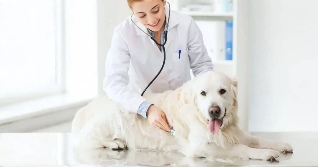 Diagnosing and Treating Dog Allergies - Are Dogs Allergic to Cheese