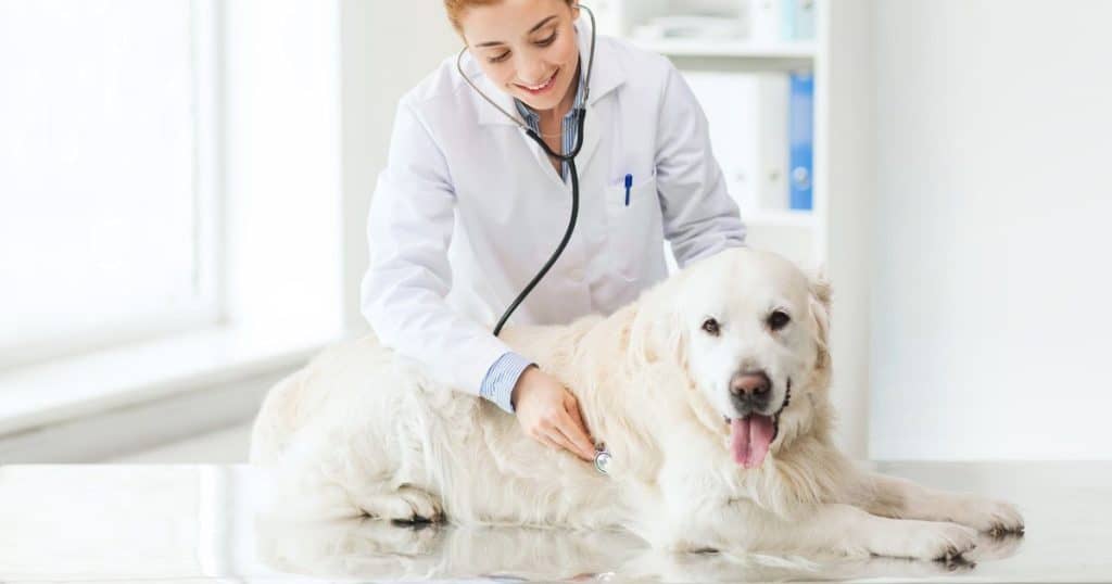 Diagnosing and Treating Dog Allergies - Are Dogs Allergic to Cheese