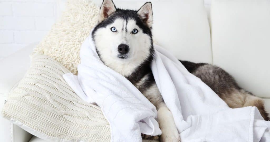 Factors to Consider When Deciding How Often to Bathe Your Husky - How Often Should You Wash a Husky