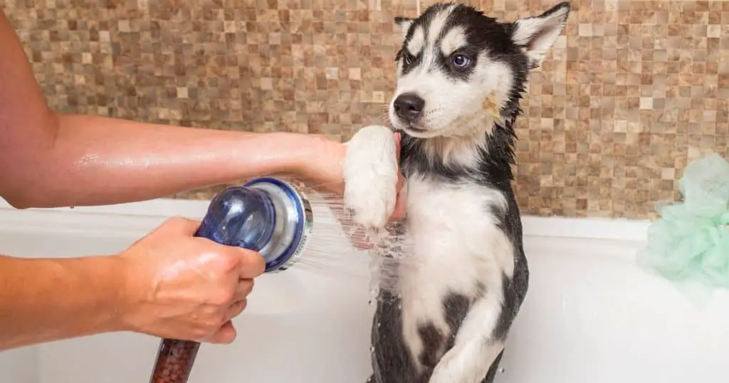 How Often Should You Wash a Husky