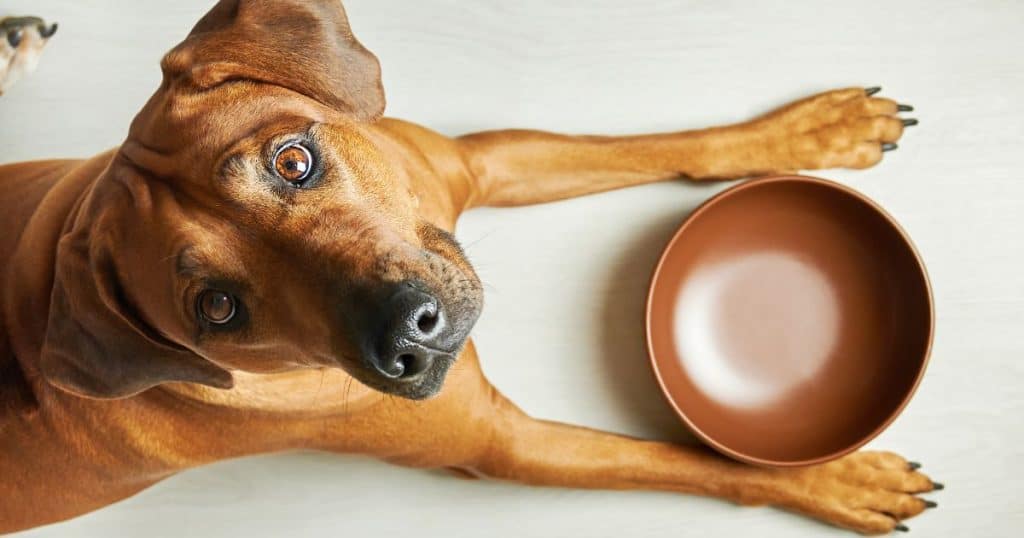 How to Feed Almond Butter to Dogs - Can Dogs Eat Almond Butter?