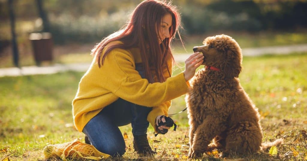 How to Feed Applesauce to Your Dog - Can Dogs Eat Applesauce