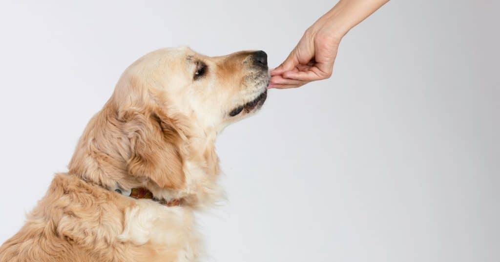 How to Feed Asparagus to Dogs - Can Dogs Eat Asparagus