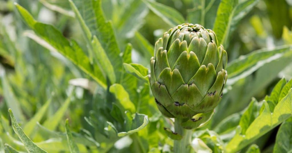 Nutritional Value of Artichokes - Can Dogs Eat Artichokes
