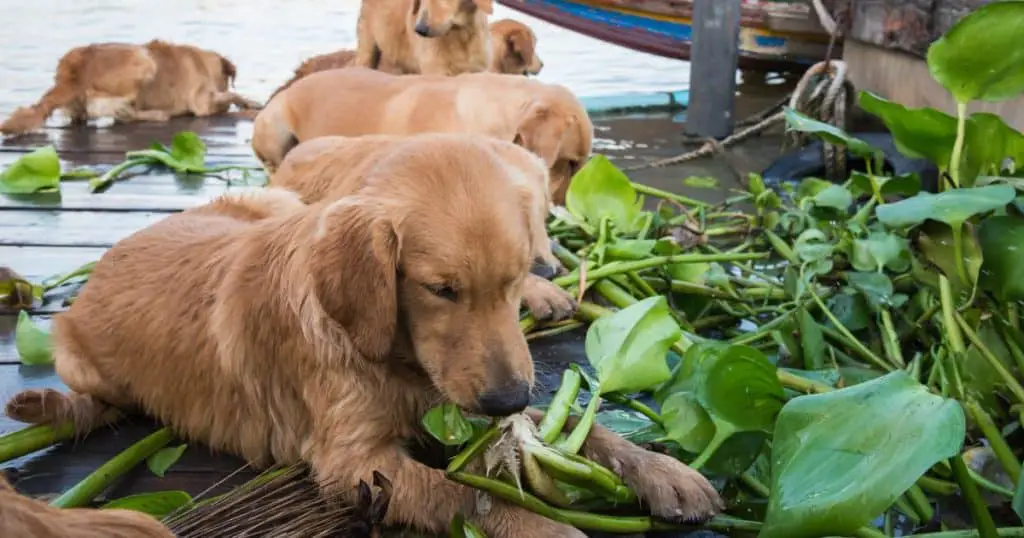 Potential Risks of Feeding Asparagus to Dogs - Can Dogs Eat Asparagus