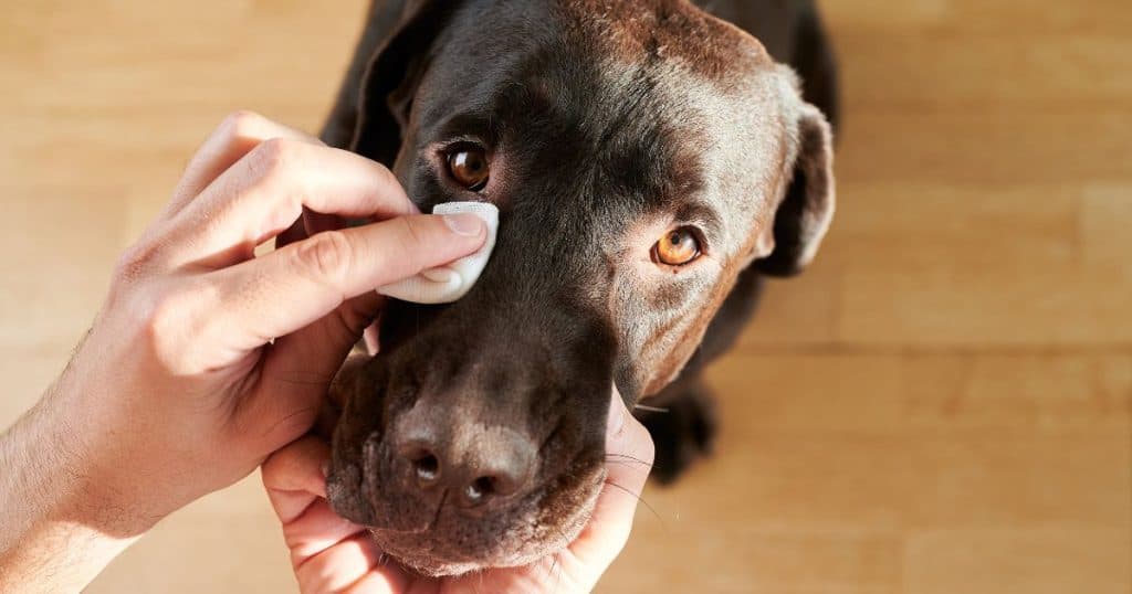 Preventing Aloe Vera Allergy in Dogs - Are Dogs Allergic to Aloe Vera