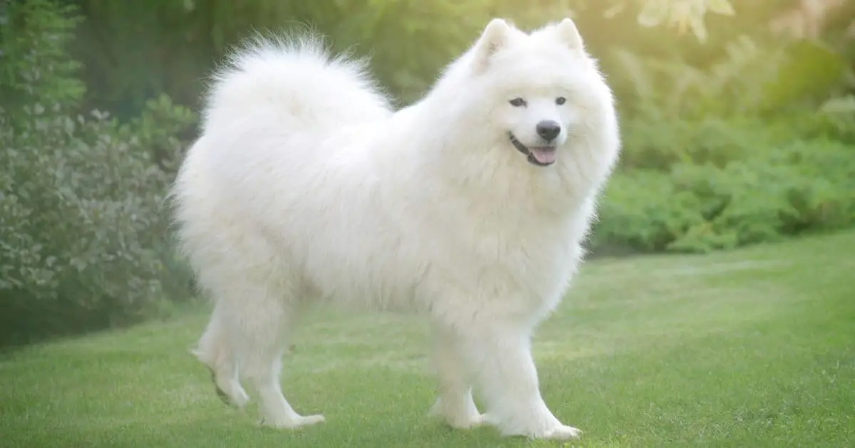 Samoyed Growth Chart: Best Guide for Your Fluffy Friend’s Development