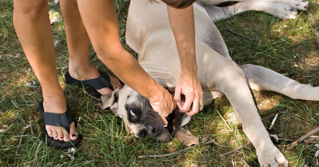 The Risks of Almonds for Dogs -Can Dogs Eat Almonds