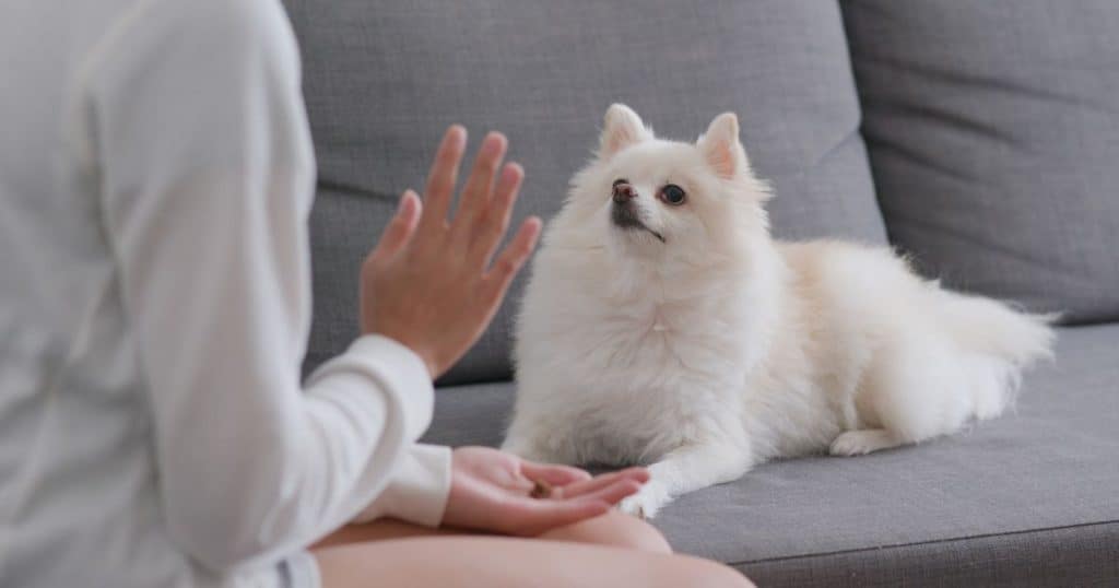 Training Fluffy Dogs - Understanding Fluffy Dog Behavior