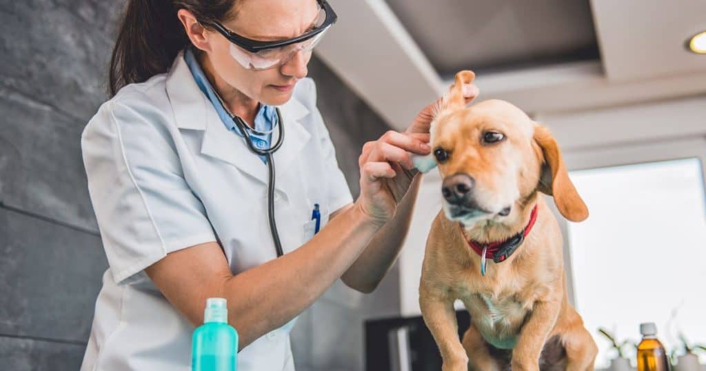 Treatment for Aloe Vera Allergy in Dogs - Are Dogs Allergic to Aloe Vera