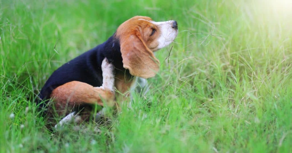 Understanding Dog Allergies - Are Dogs Allergic to Corn