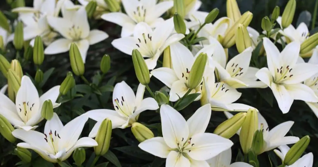 What are Lilies - Are Dogs Allergic to Lilies
