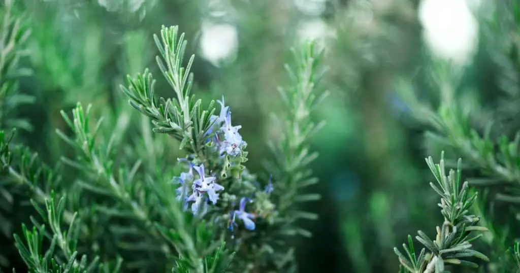 What is Rosemary - Are Dogs Allergic to Rosemary