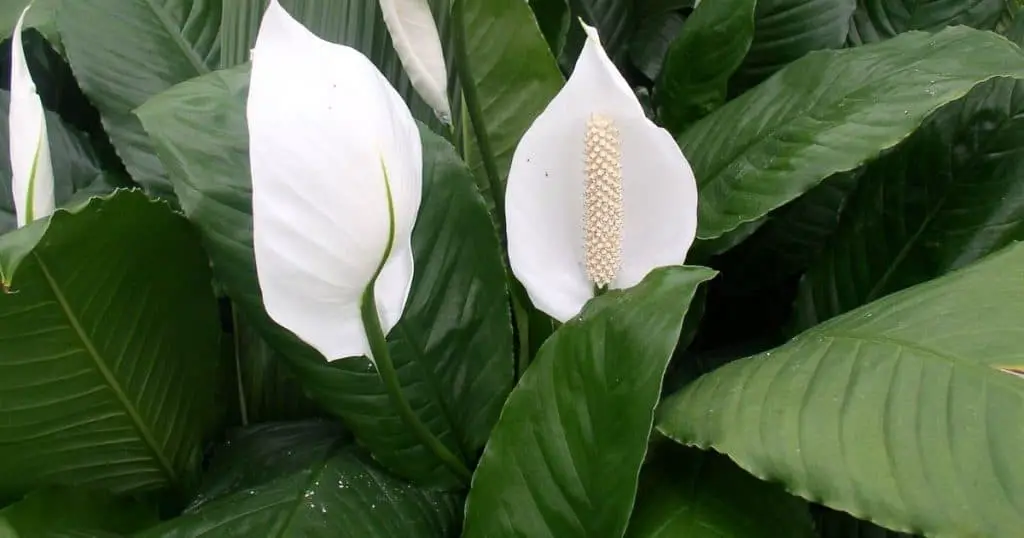 What is a Peace Lily - Are Dogs Allergic to Peace Lilies