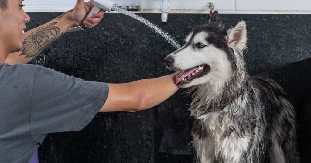 Why Regular Bathing is Important for Huskies - How Often Should You Wash a Husky